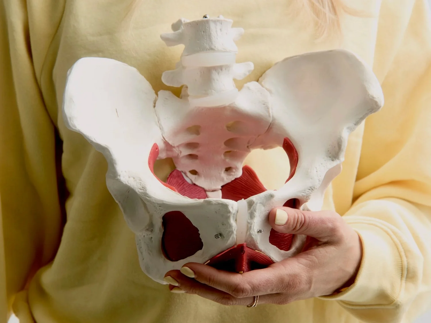 Physiotherapist holding a pelvis model at the Beaches clinic